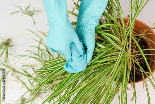 Cleaning the leaves of a spider plant with a rag, florist washing leaf of houseplant with water, gardening
