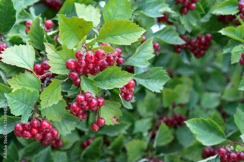 Red fruit of the hawthorn, commonly called hawthorn, quickthorn, thornapple, May-tree, whitethorn, hawberry. Red fruit of the hawthorn, commonly called hawthorn, quickthorn, thornapple, May-tree, whitethorn, hawberry.