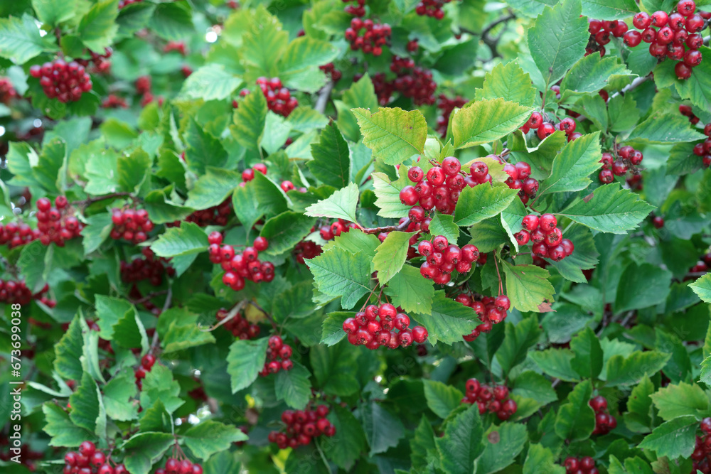 Red fruit of the hawthorn, commonly called hawthorn, quickthorn, thornapple, May-tree, whitethorn, hawberry.