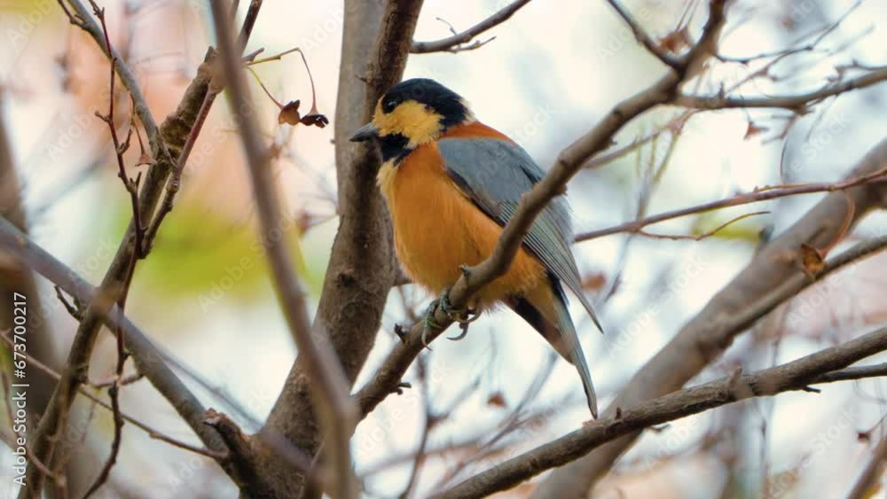 Varied tit (Sittiparus Varius) bird extreme closeup shot fluff up shake feathers wings behavior, preen plumage on leafless tree Varied tit (Sittiparus Varius) bird extreme closeup shot fluff up shake feathers wings behavior, preen plumage on leafless tree