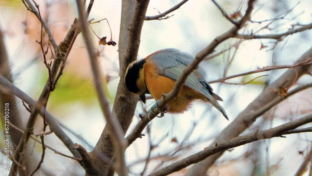 Varied Tit (Sittiparus Varius) Bird Preen Feathers Perched on Forest Tree Branch - Closeup slow motion Varied Tit (Sittiparus Varius) Bird Preen Feathers Perched on Forest Tree Branch - Closeup slow motion