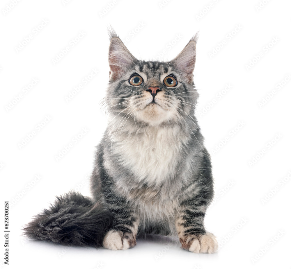 maine coon kitten