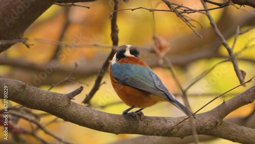 Varied tit bird eating pignoli pine nut perched on branch close-up