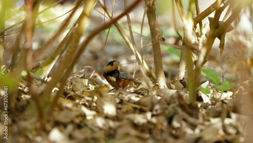 Varied Tit (Sittiparus Varius) on a Ground Forageing and Flies Away in Slow Motion photo