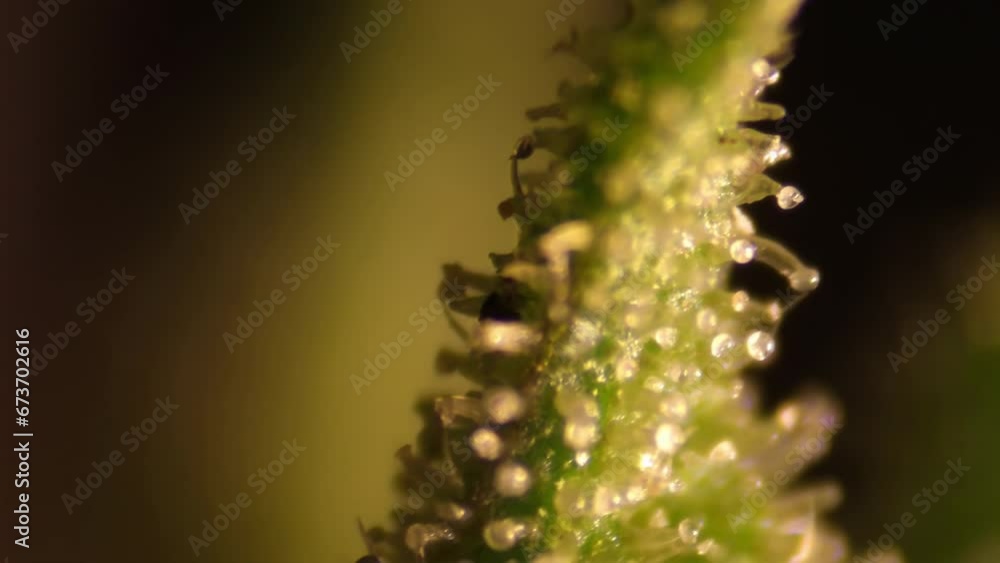 THC crystals super macro. Marijuna close-up. Hemp texture. Weed footage. Examining a medical marijuana plant under a microscope. THC crystals super macro. Marijuna close-up. Hemp texture. Weed footage. Examining a medical marijuana plant under a microscope.
