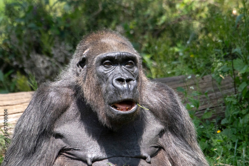 Gros plan d'une femelle gorille dans la végétation