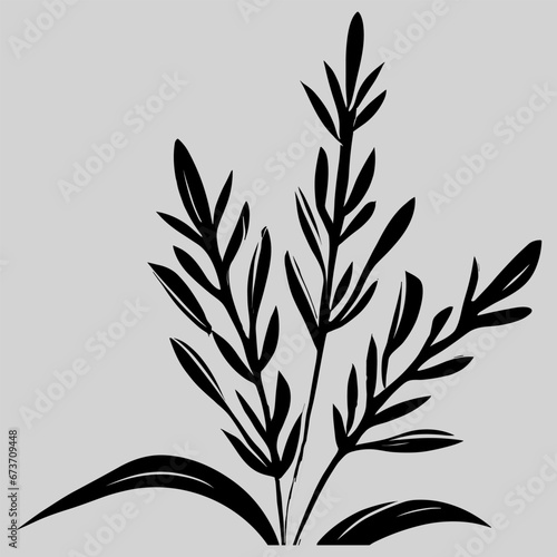lavender plant silhouette vector illustration  botanical