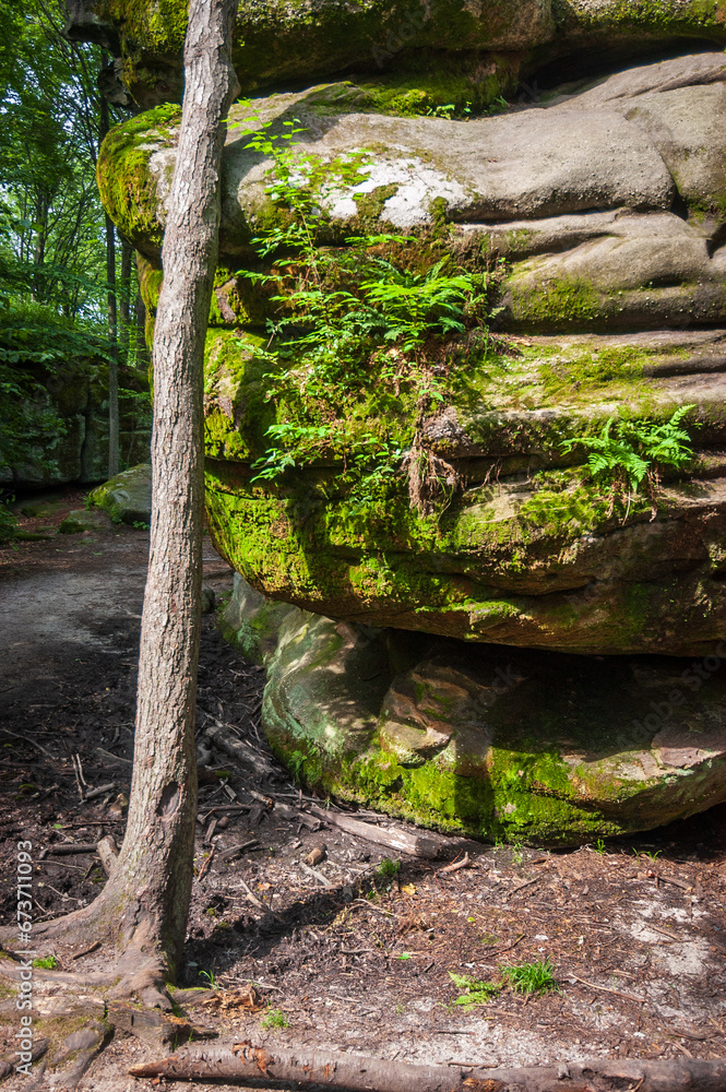 Thunder Rocks at Allegany State Park in New York State Stock Photo ...