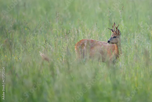 Fototapeta Naklejka Na Ścianę i Meble -  Buck deer in a clearing in the wild
