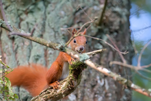 Red squirrel on a tree in the forest