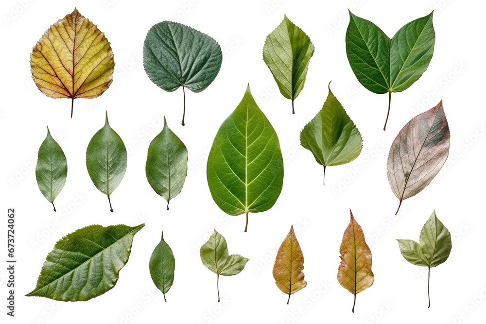 Obraz premium collection of leaves for decoration, isolate,transparent background