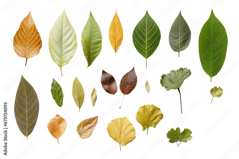 Obraz premium collection of leaves for decoration, isolate,transparent background