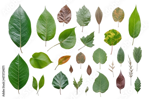collection of leaves for decoration, isolate,transparent background