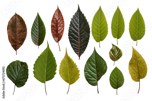 collection of leaves for decoration, isolate,transparent background © Digitalphoto 4U