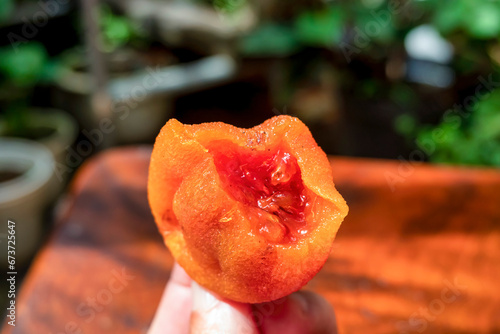 Diospyros kaki fruit or Persimmons are exposed to the sun and natural wind like the Japanese and Korean Hoshigaki method, Da Lat, Vietnam. Hong Treo Gio photo