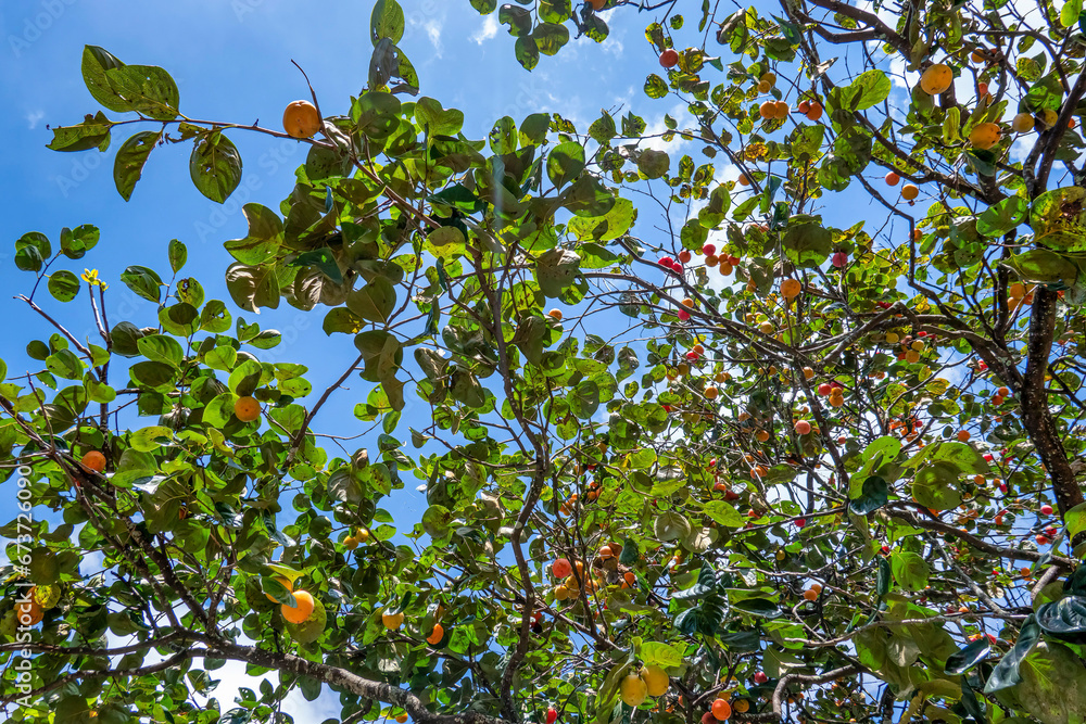 Diospyros kaki fruit or Persimmons are exposed to the sun and natural wind like the Japanese and Korean Hoshigaki method, Da Lat, Vietnam. Hong Treo Gio