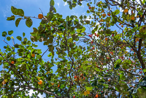 Diospyros kaki fruit or Persimmons are exposed to the sun and natural wind li...