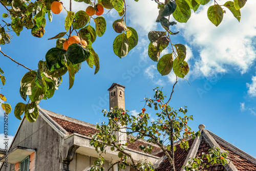 Diospyros kaki fruit or Persimmons are exposed to the sun and natural wind li...