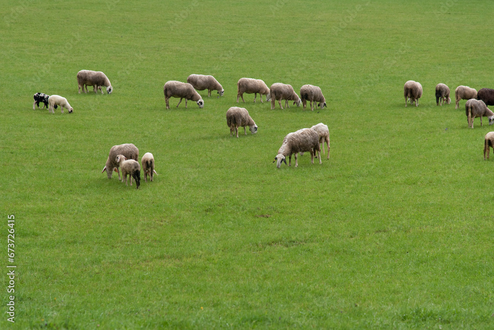 Sheeps on meadow in Jezersko, Slovenia Sheeps on meadow in Jezersko, Slovenia