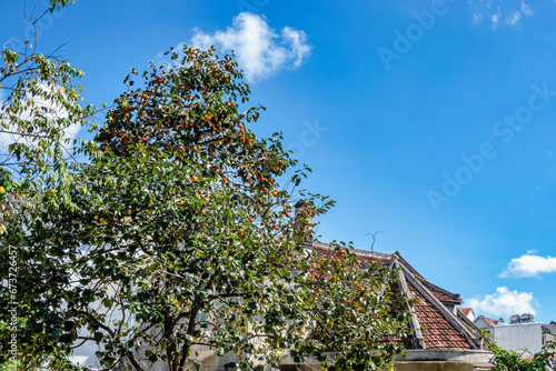Diospyros kaki fruit or Persimmons are exposed to the sun and natural wind li...