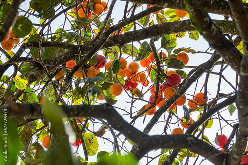 Diospyros kaki fruit or Persimmons are exposed to the sun and natural wind li...
