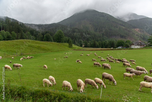 Sheeps on meadow in Jezersko, Slovenia © precinbe
