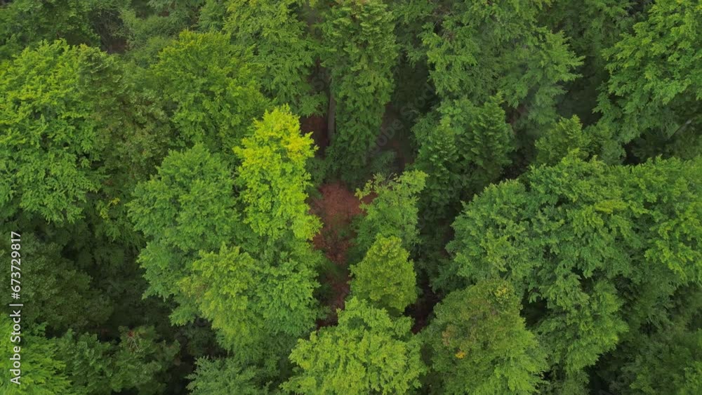 Mystical landscape in a rainy day with mountains forested with firs. Fabulous aerial view with foggy clouds above the trees. Mystical landscape in a rainy day with mountains forested with firs. Fabulous aerial view with foggy clouds above the trees.