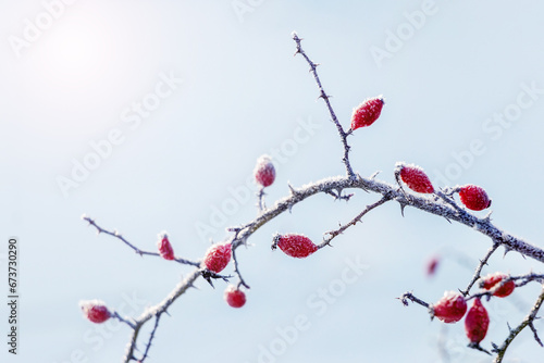 Rosehip berries covered with frost on a bush in winter in sunny weather photo