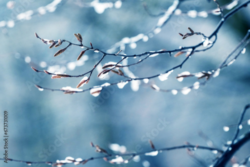Snow covered tree branches in the forest on a blurred blue background