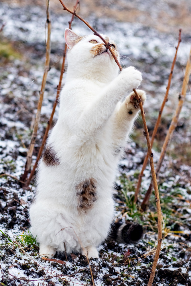 A white spotted cat in winter in the garden near a raspberry branch stands on its hind legs A white spotted cat in winter in the garden near a raspberry branch stands on its hind legs