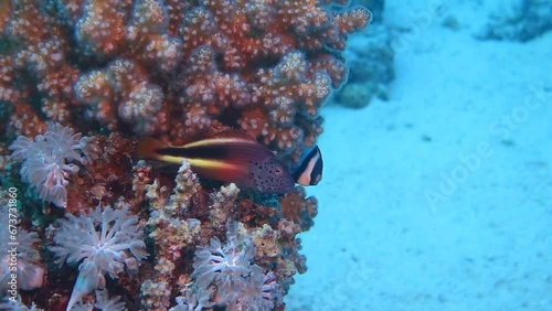 Coral reef and sitting blackside hawkfish  (Paracirrhites forsteri). Underwater video from scuba diving with the tropical marine life. Fish and hawkfish on the coral. Aquatic exotic wildlife. photo