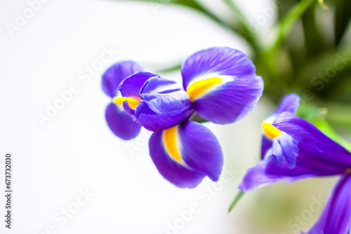 Fototapeta Naklejka Na Ścianę i Meble -  Close up of the purple iris flower on white background.