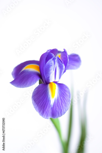 Fototapeta Naklejka Na Ścianę i Meble -  Close up of the purple iris flower on white background.