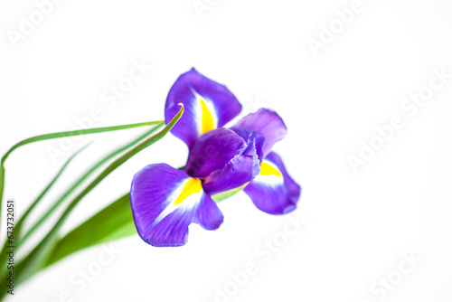 Close up of the purple iris flower on white background.