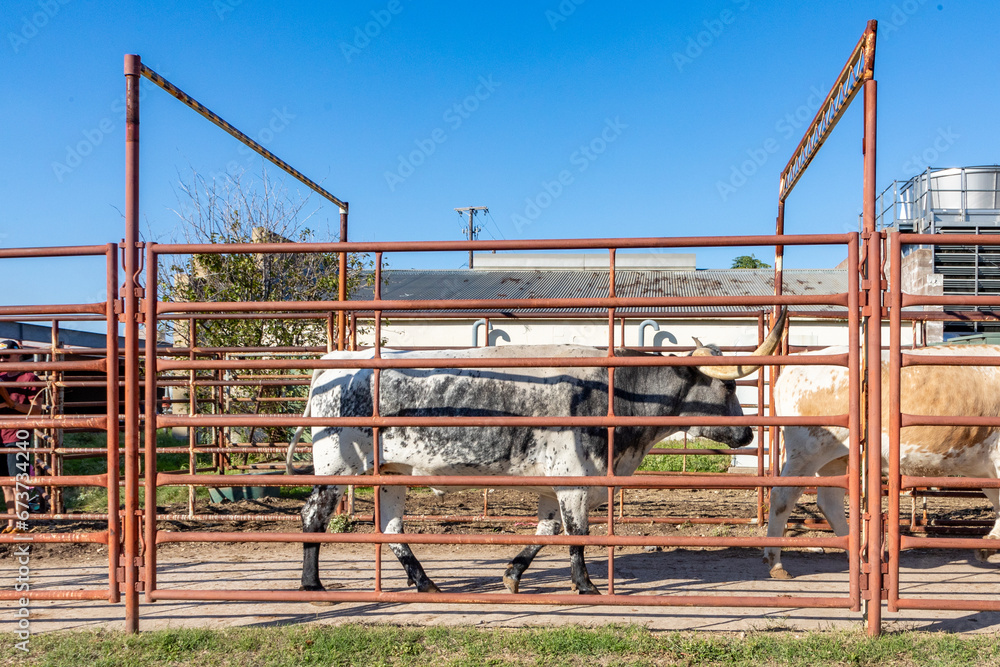 Naklejka premium cattle in a metal cage with direction stable in Fort Worth