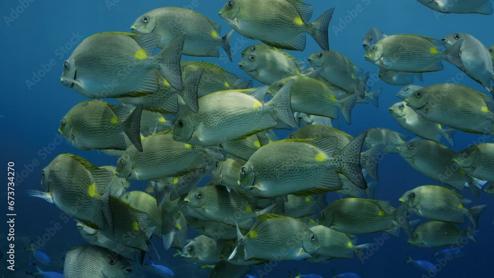 A school of Lined Rabbitfish (Siganus lineatus) in the blue Water, Raja Ampat, Indonesia, Asia A school of Lined Rabbitfish (Siganus lineatus) in the blue Water, Raja Ampat, Indonesia, Asia
