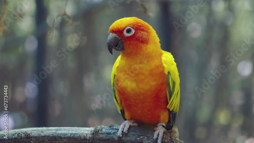 The sun parakeet (Aratinga solstitialis), also known in aviculture as the sun conure, is a medium-sized. Adorable pet bird animal. Footage b roll slow motion.