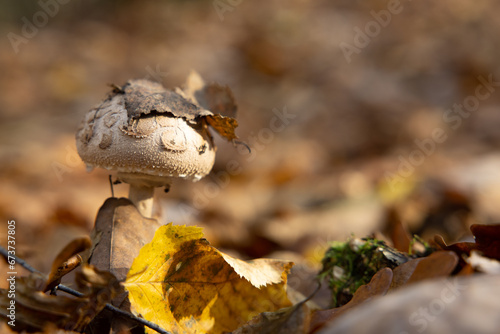 Fototapeta Naklejka Na Ścianę i Meble -  Macrolepiota procera or Lepiota procera mushroom growing in the autumn forest, close up.