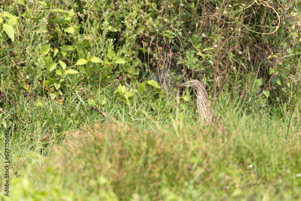 Indian Pond Heron, n the nature swamp habitat, india odisha. Bird in the green flower in march. Brown heron from Asia. Indian Pond Heron, n the nature swamp habitat, india odisha. Bird in the green flower in march. Brown heron from Asia.