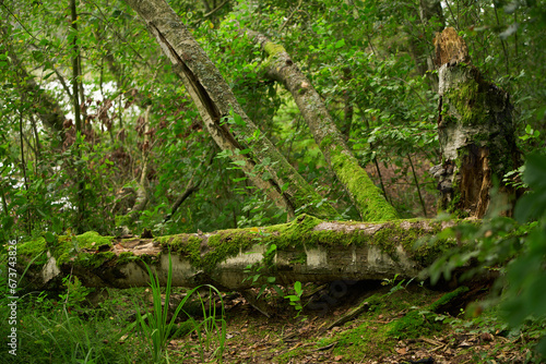 A fallen tree covered in moss. Discovering wet forest. Rainforest.