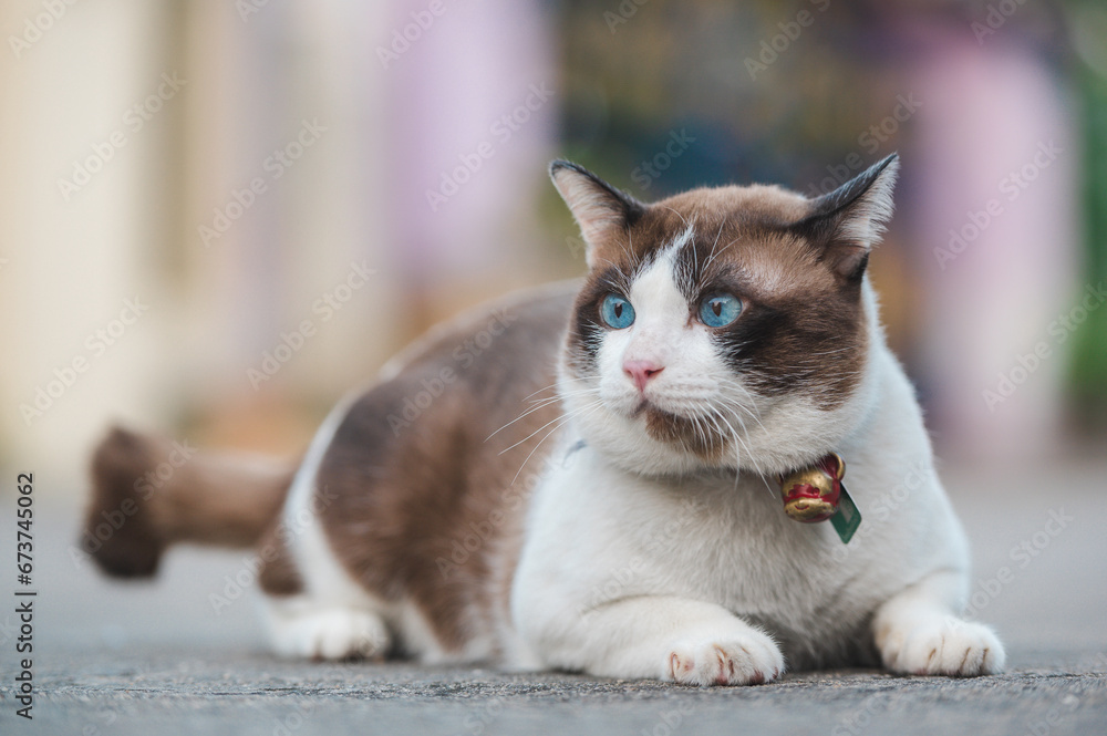 Alert Siamese cat with striking blue eyes and brown-white fur sits calmly, collar bell shining in natural light.