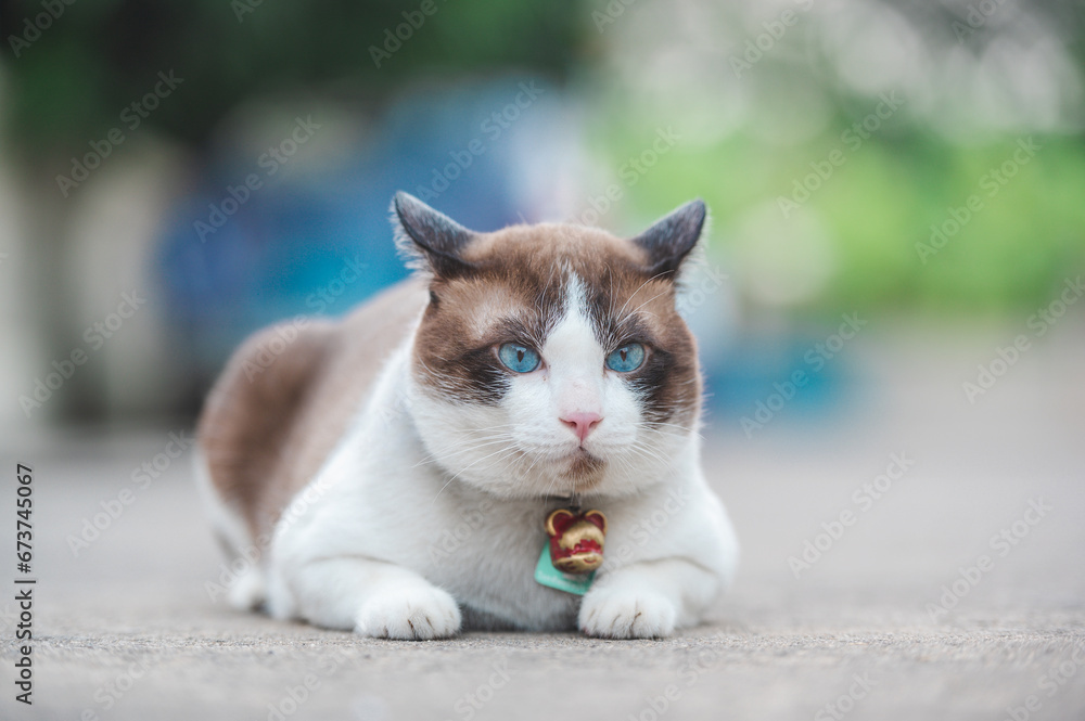 Alert Siamese cat with striking blue eyes and brown-white fur sits calmly, collar bell shining in natural light. Alert Siamese cat with striking blue eyes and brown-white fur sits calmly, collar bell shining in natural light.
