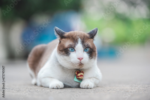 Alert Siamese cat with striking blue eyes and brown-white fur sits calmly, collar bell shining in natural light.