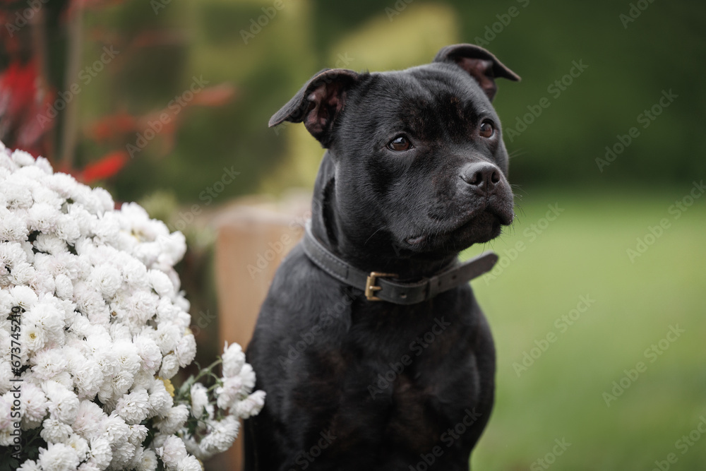 black staffordshire bull terrier dog portrait outdoors next to flowers