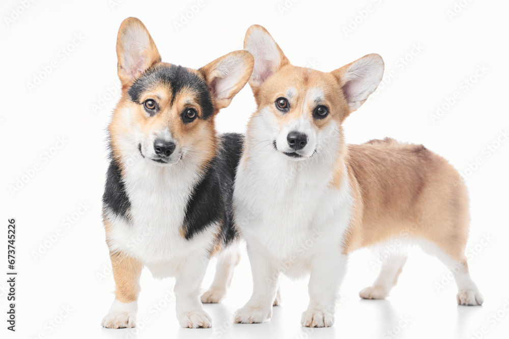 Pembroke Welsh Corgi portrait isolated on white studio background with copy space, family of two purebred dogs