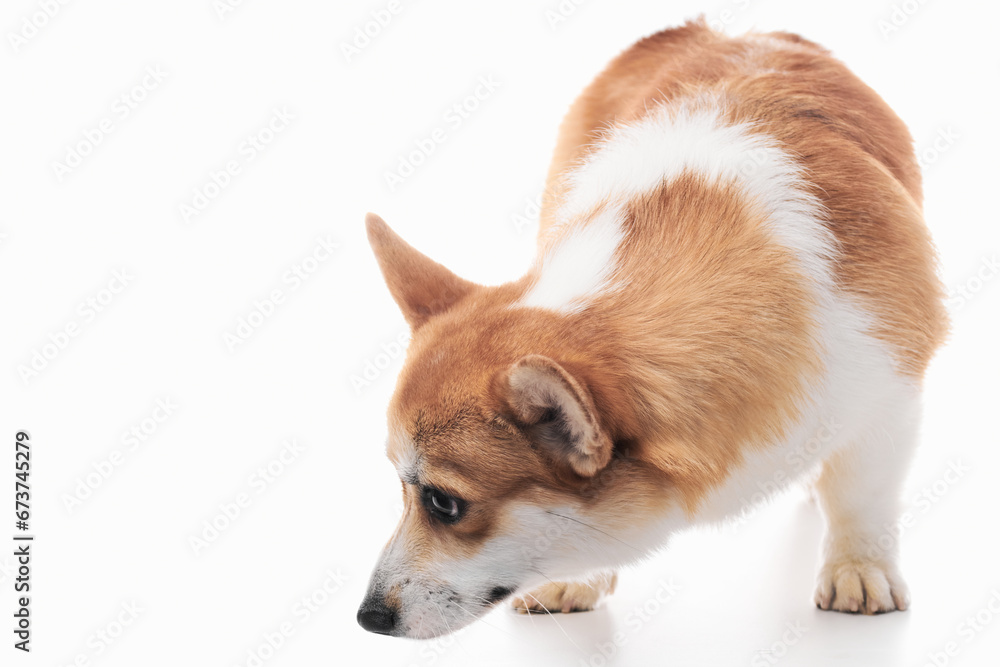 Pembroke Welsh Corgi portrait isolated on white studio background with copy space, purebred dog Pembroke Welsh Corgi portrait isolated on white studio background with copy space, purebred dog