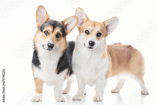 Pembroke Welsh Corgi portrait isolated on white studio background with copy space, family of two purebred dogs