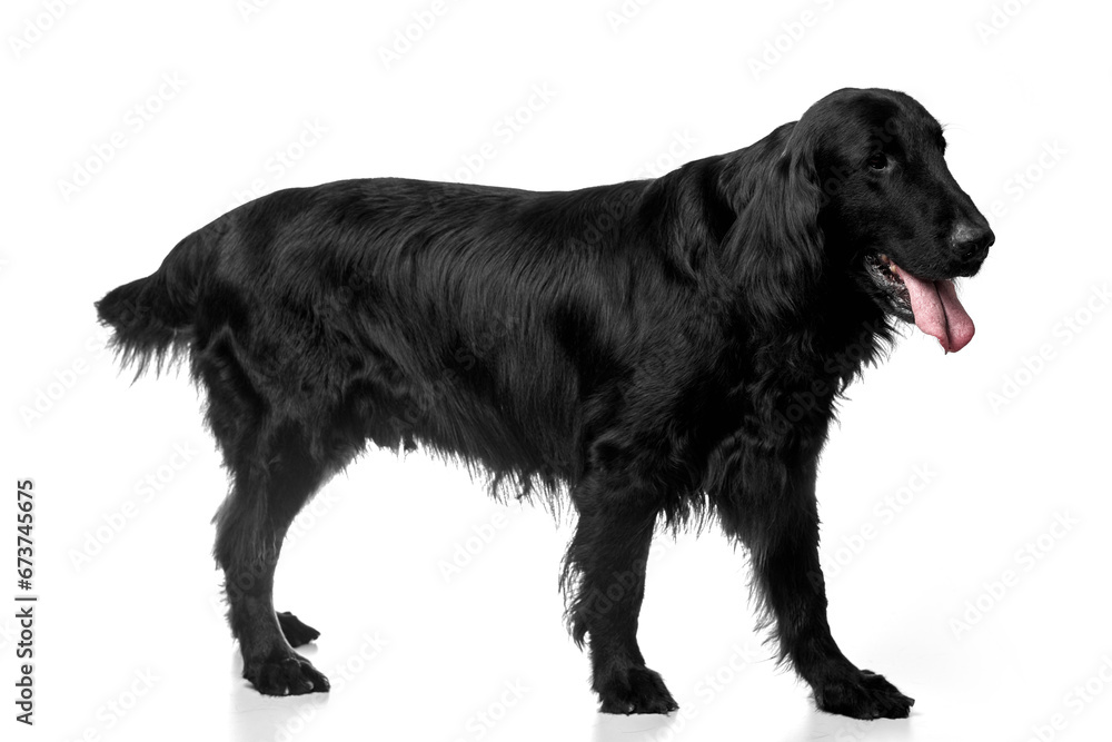 Portrait of black flat-coated retriever isolated on white studio background, purebred dog