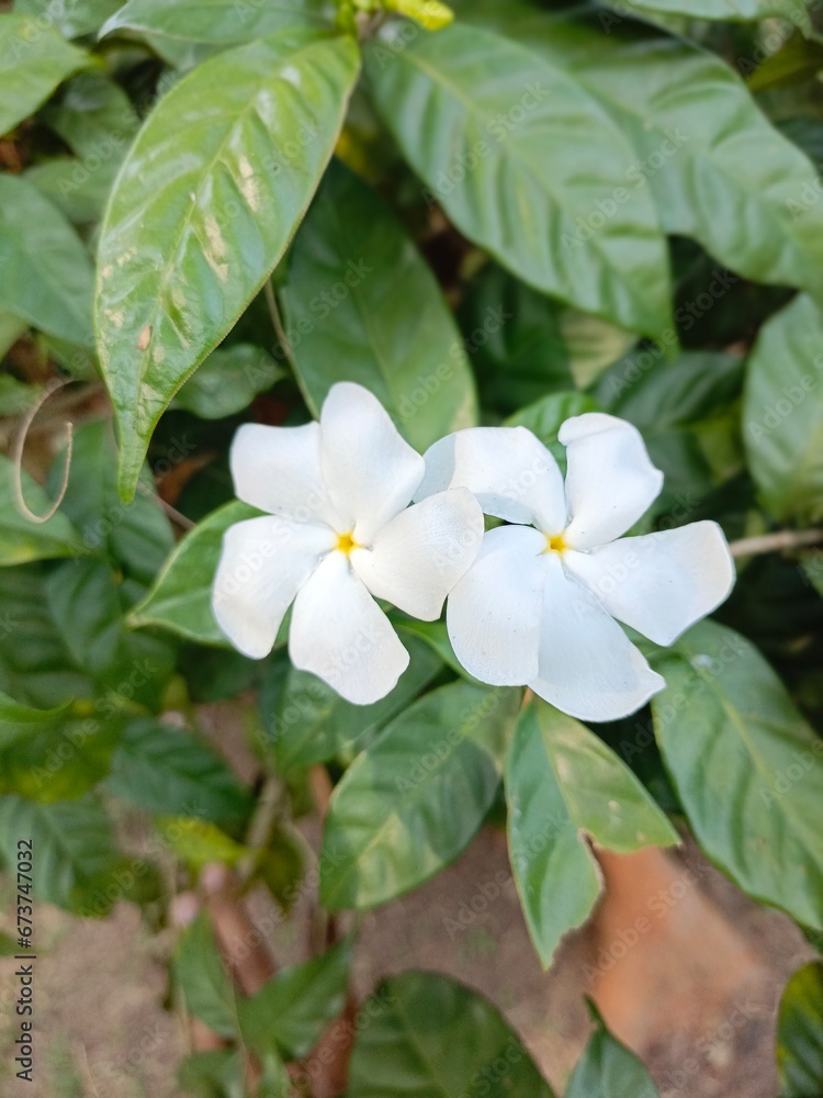 A white flower in yhe wild. A white flower in yhe wild.