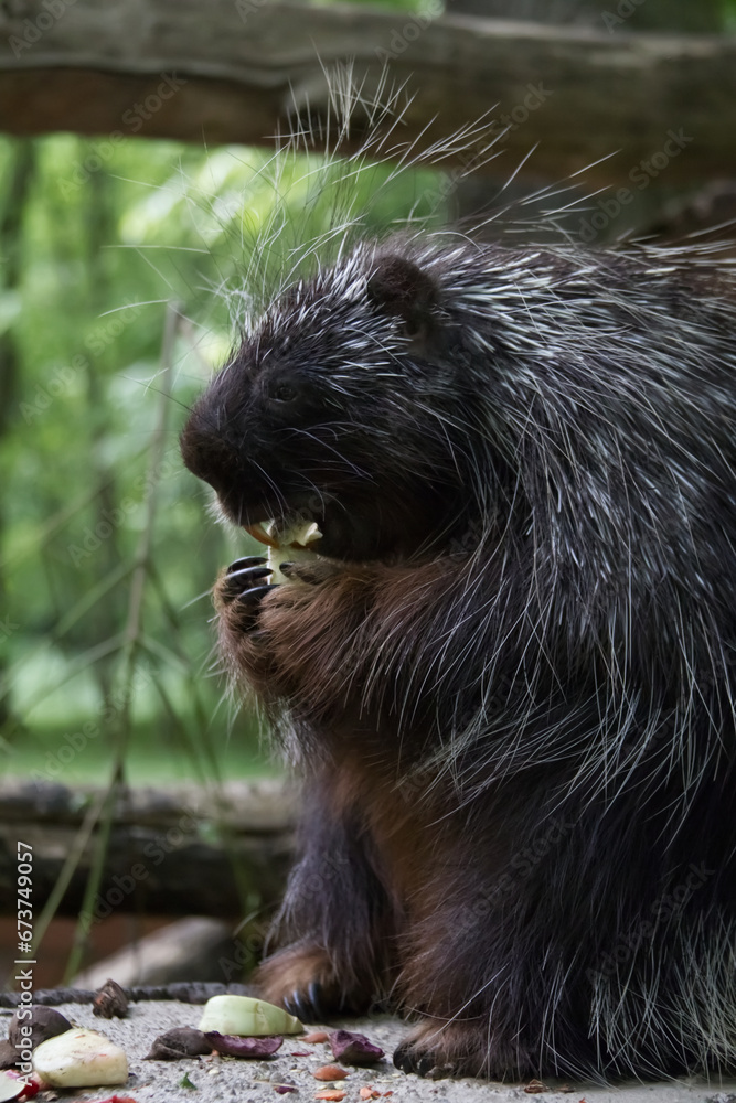 Close-up of a small porcupine eating its lunch on a tree stump at the zoo